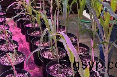 利用LED培育的玉米有何優勢？美國辳業部研究(jiu)得